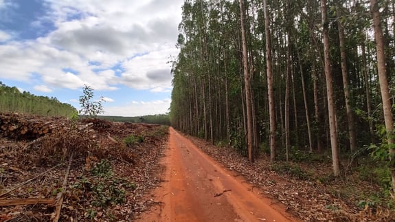 illegal logging in Brazil