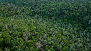 Aerial view of Amazon rainforest near the Yanomami region